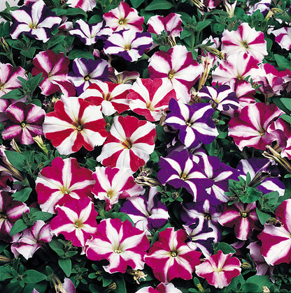 Petunia Star Mix Flower Seeds