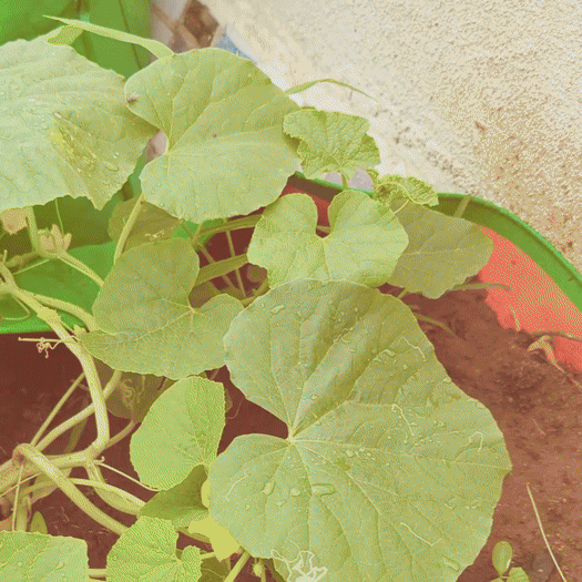 RootFuel - Ultimate Combo