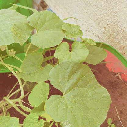 RootFuel - Ultimate Combo