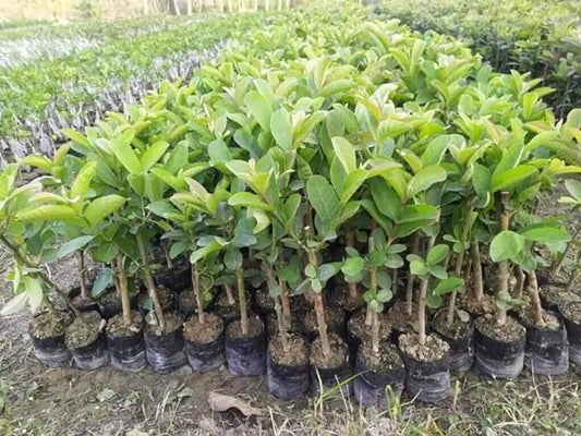 Rootfuel Grafted Taiwan Pink Guava - 1 Healthy Live Air layered/Grafted Plant with Growbag
