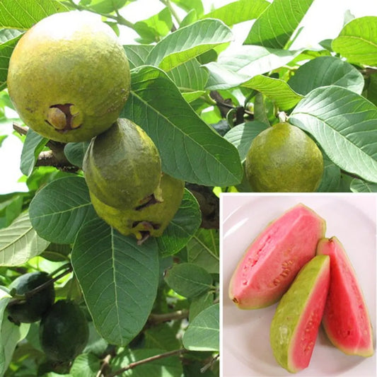 Rootfuel Grafted Taiwan Pink Guava - 1 Healthy Live Air layered/Grafted Plant with Growbag