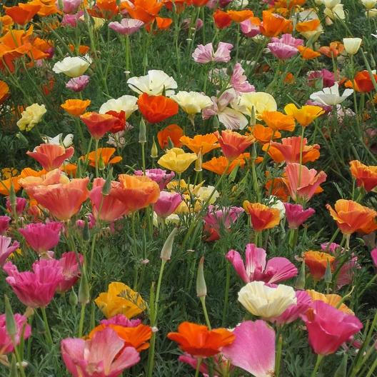 California Poppy Mixed Flower Seeds