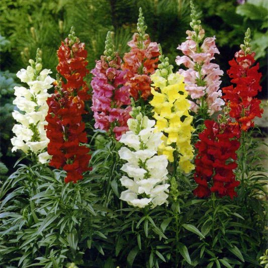 Snapdragon F1 Dwarf Snapshot Series Seeds