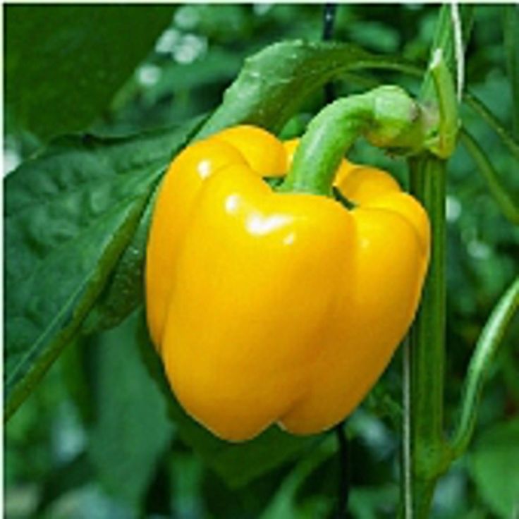Exotic vegetables seed combo