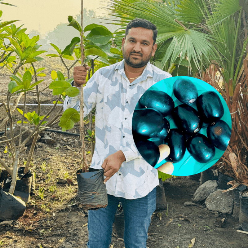 Rootfuel - Live Grafted KG10 Jamun Plant – Grow Jumbo, Sweet Black Plums!