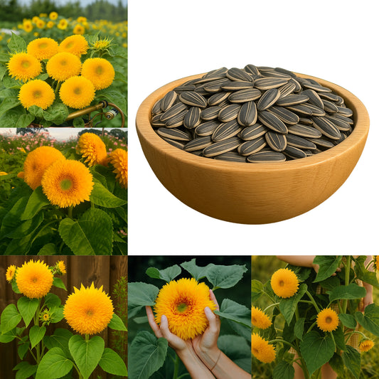 Teddy Bear Sunflower - Buy 1 Get 1 Free (160 Seeds)