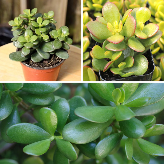 Jade plant