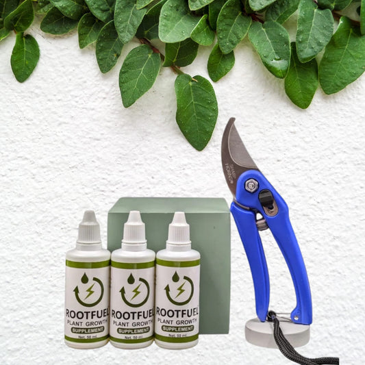 Root & Bloom Essentials