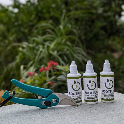 Root & Bloom Essentials