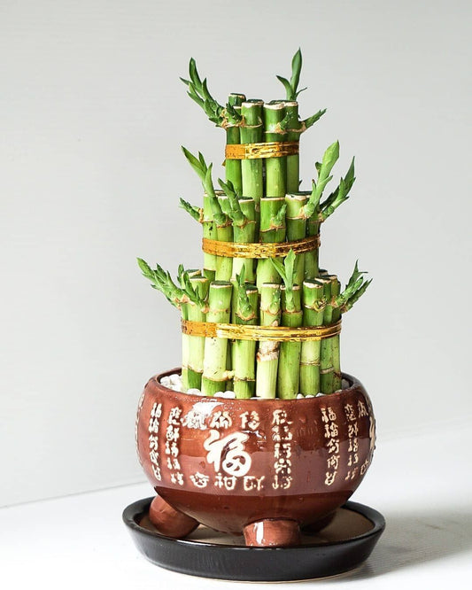 Bamboo stick plant