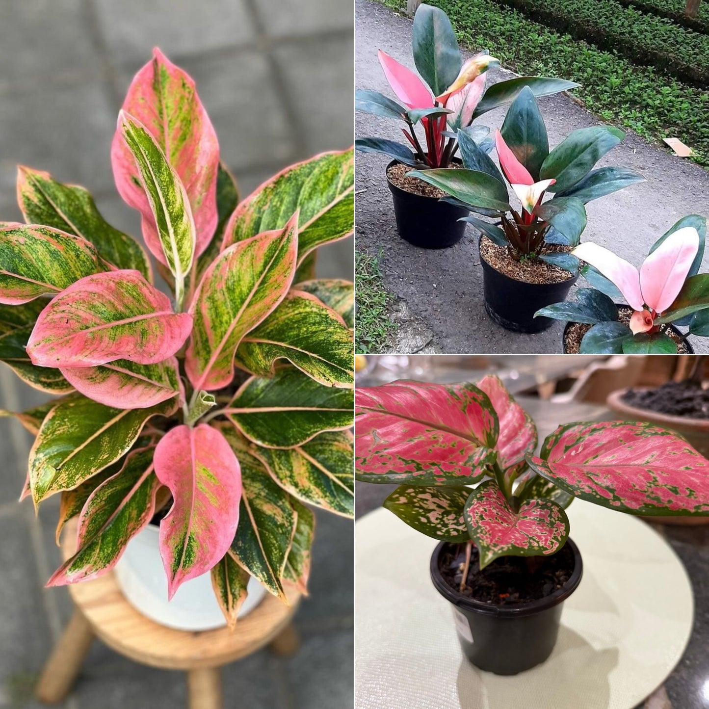 Aglaonema