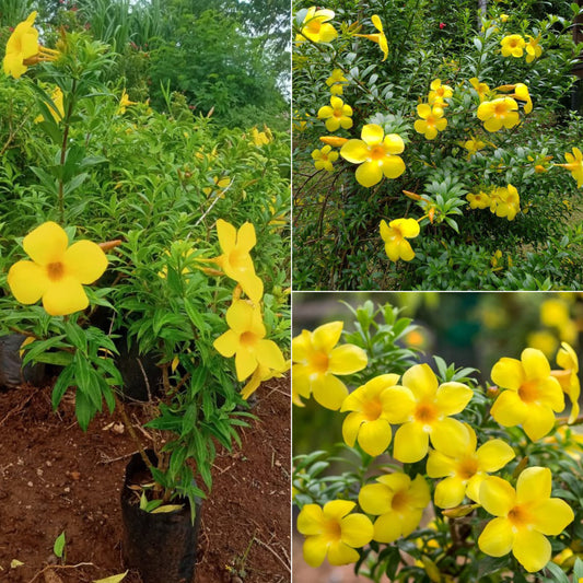 Allamanda dwarf flower