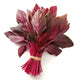 Amaranthus Red Seeds