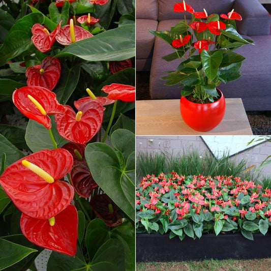 Anthurium plant