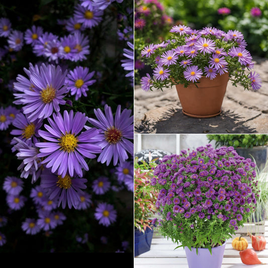 Aster plant