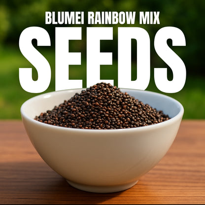Blumei Rainbow Mixed seeds - Buy 1 Get 1 Free [100 SEEDS]