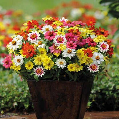 Zinnia Zahara Series Flower Seeds