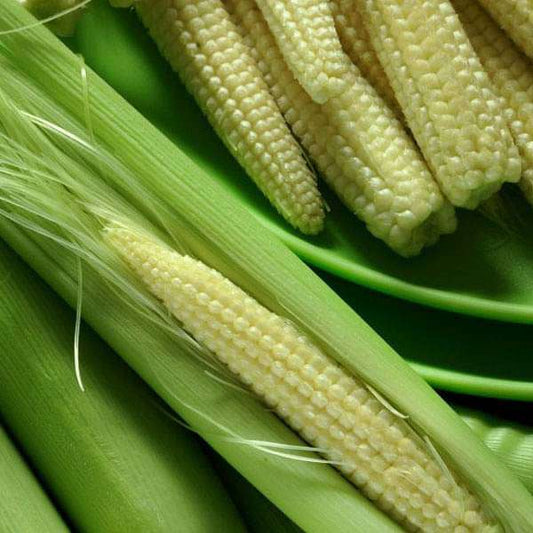 Baby Corn Seeds