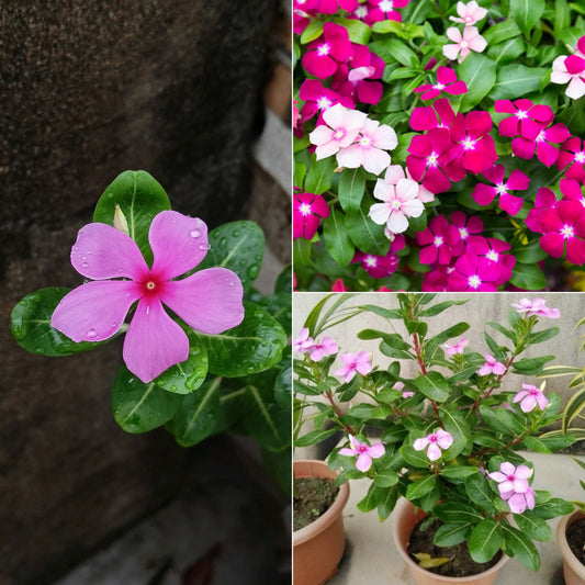 Vinca plant