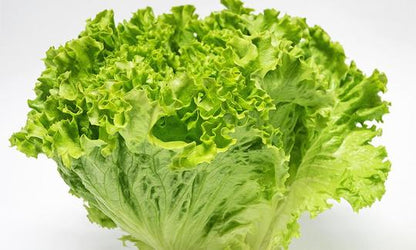 Lettuce Sativa Batavia Seeds
