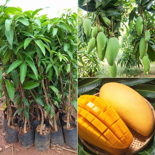 Afghanistan - Noorjahan Mango