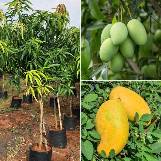 Mallika Mango