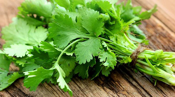 Coriander Multi Cut Green Seeds