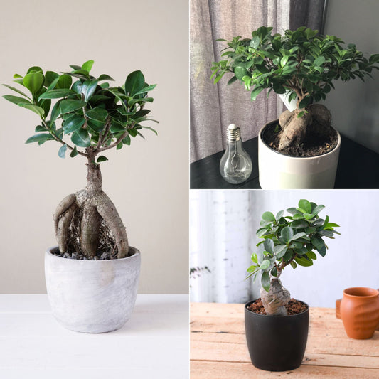 bonsai plant