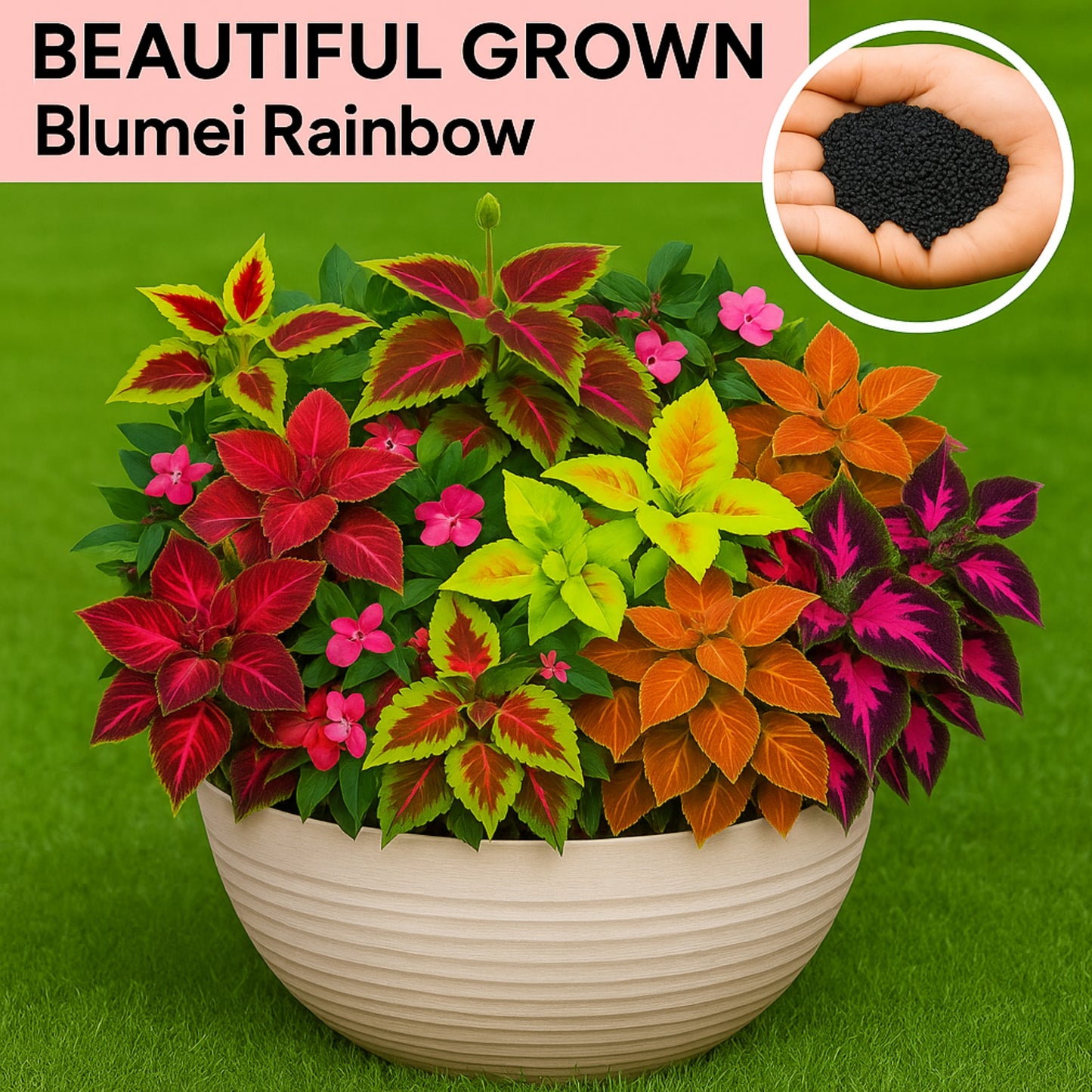 Blumei Rainbow Mixed seeds - Buy 1 Get 1 Free [100 SEEDS]