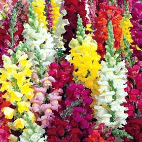 Snapdragon F1 Dwarf Snapshot Series Seeds