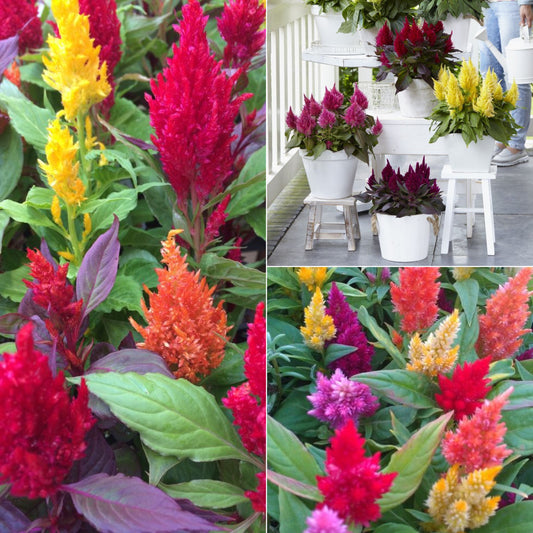 Celosia