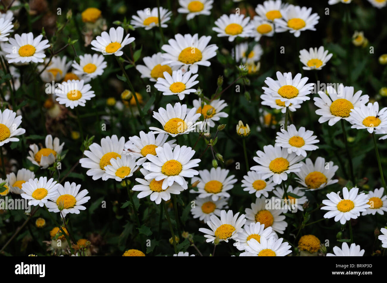 Paludosum White Majestic Flower Seeds
