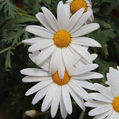 Paludosum White Majestic Flower Seeds