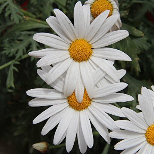 Paludosum White Majestic Flower Seeds