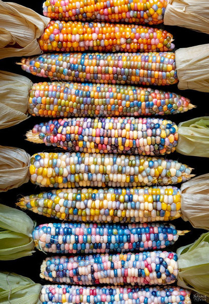 Ornamental Corn Multi Colour Seeds