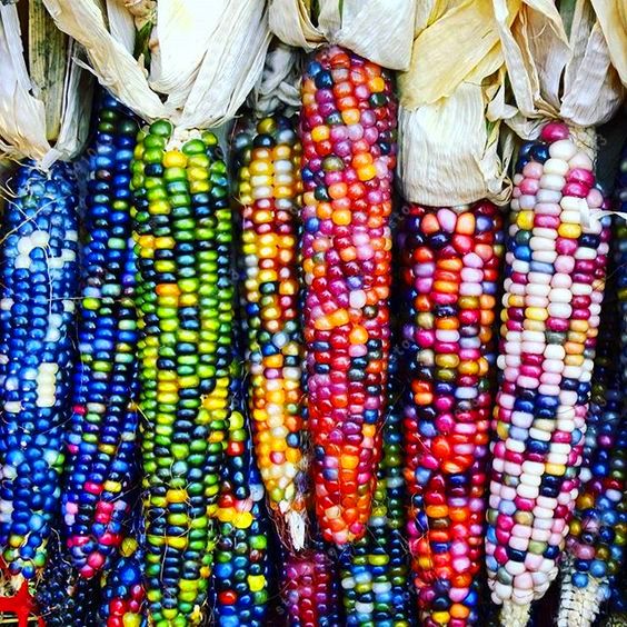 Ornamental Corn Multi Colour Seeds