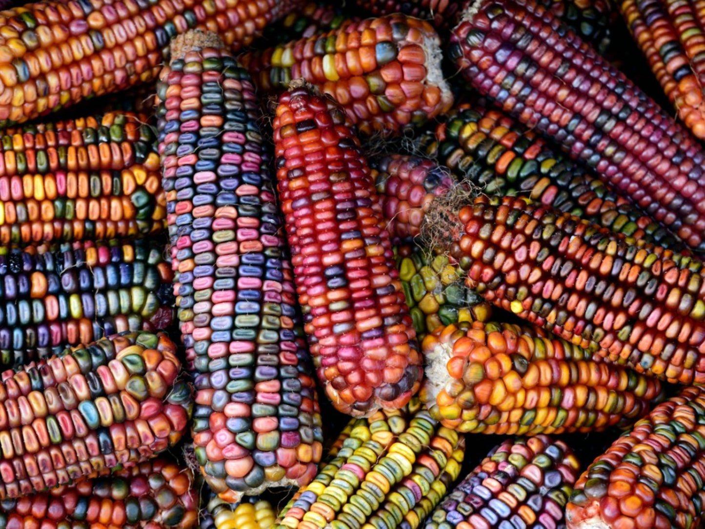 Ornamental Corn Multi Colour Seeds