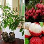 Litchi