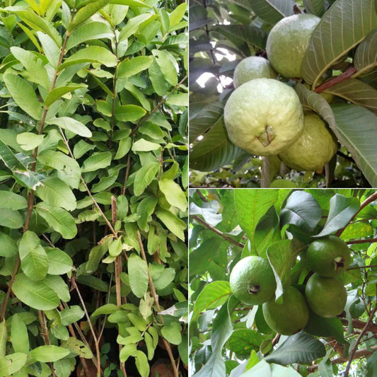 Allahabad Guava