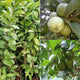 Allahabad Guava