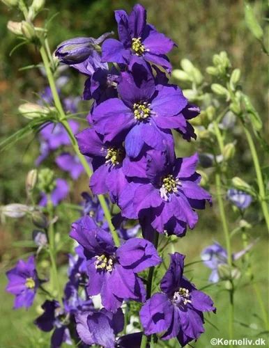 Imperial Mixed Flower Seeds