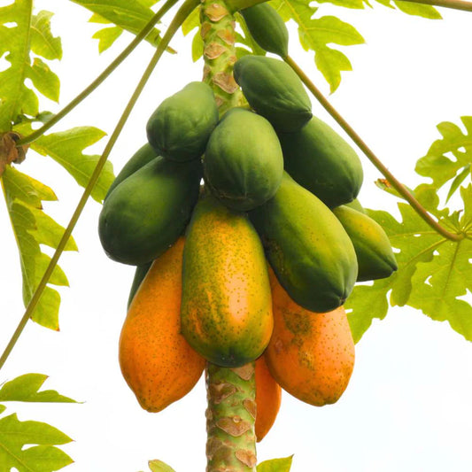 Desi papaya