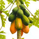 Desi papaya