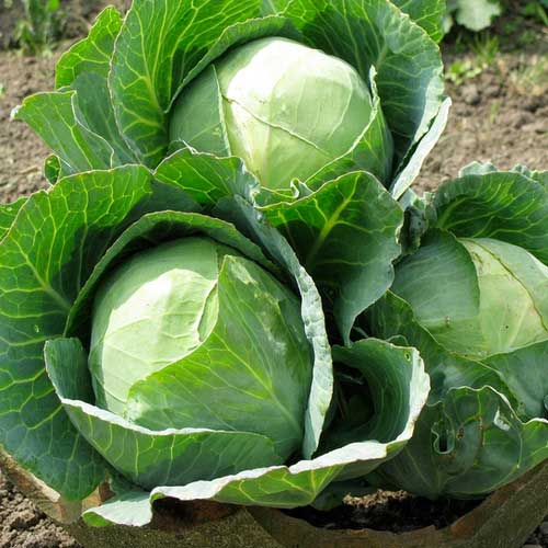 Cabbage Golden Acre Seeds
