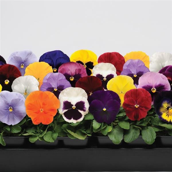 Pansy F1 Large-Flowered Spring Matrix Series Seeds