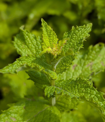 Mint Seeds