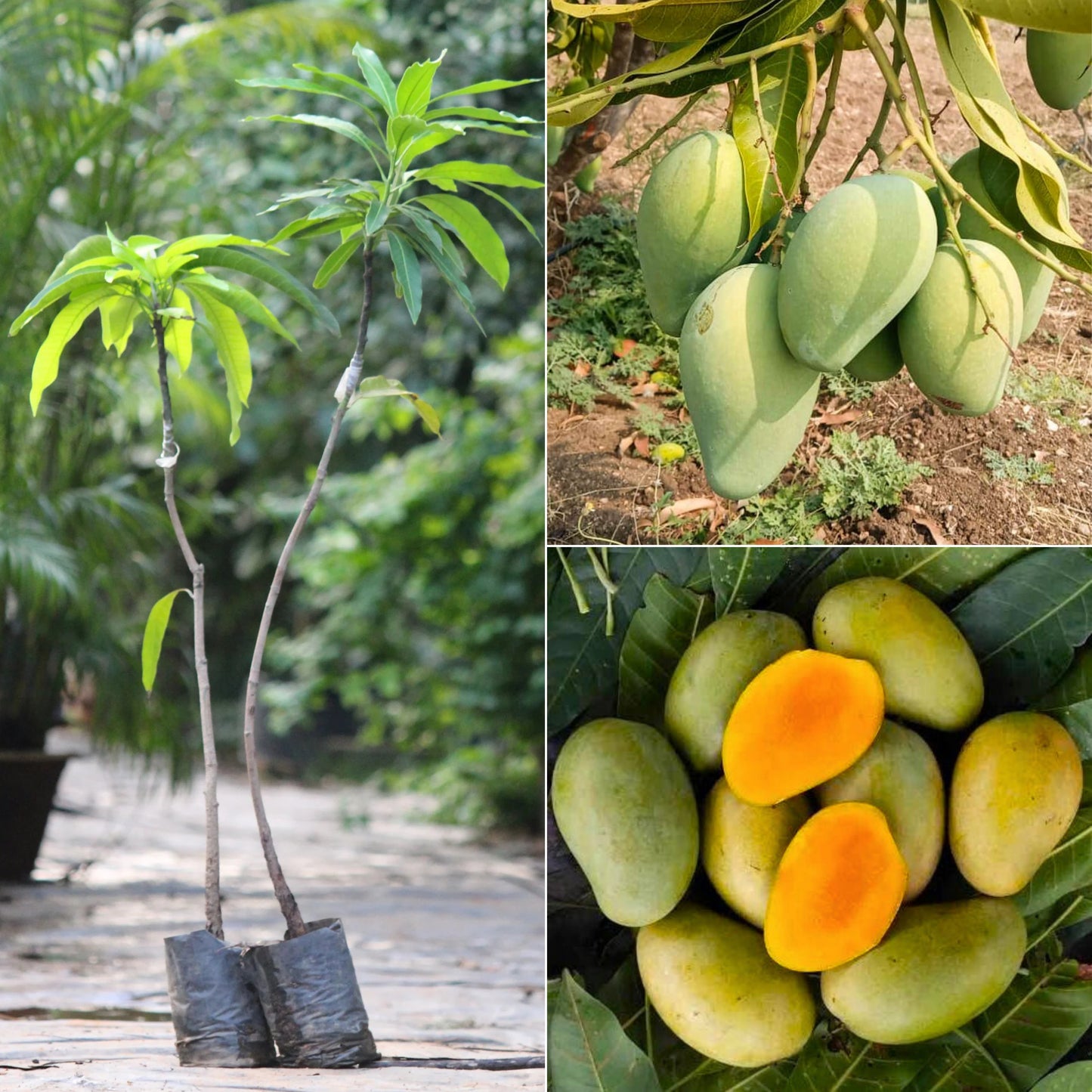 Amrapali Mango