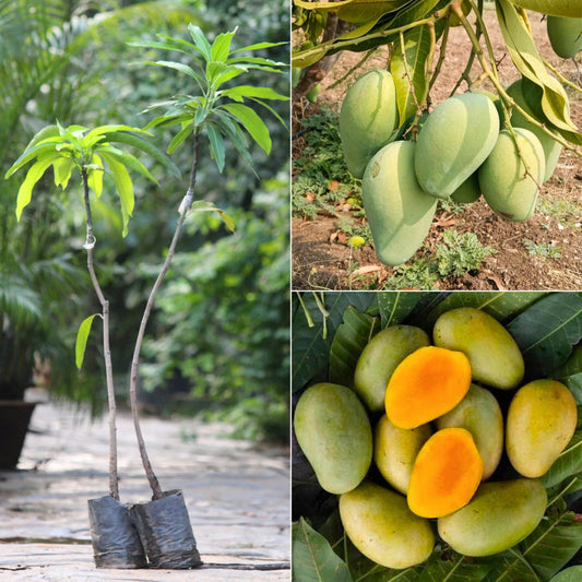 Amrapali Mango
