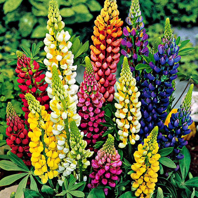 Pixie Delight Flower Seeds
