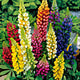 Pixie Delight Flower Seeds